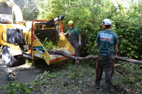 tree services North Shore